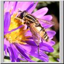 Helophilus pendulus - Gemeine Sumpfschwebfliege 17.jpg